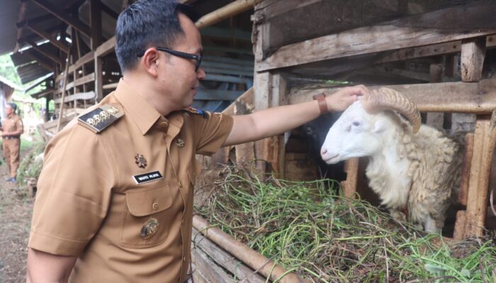 Idul Adha Pemkab Cirebon Sebut Stok Hewan Kurban Justru Surplus