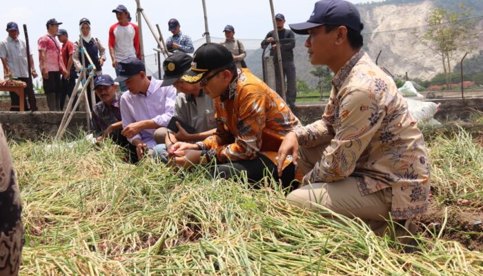 Pemkab Cirebon Tengah Uji Coba Penanaman Bawang Merah Dari Biji