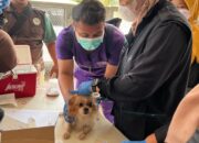 51 Anabul di Pegambiran Harmoni Ikuti Visit Vaksin Rabies Gratis