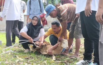 Sambut Idul Adha, Prodi Peternakan UMC Bimbing Panitia Qurban Langsung di Lapangan