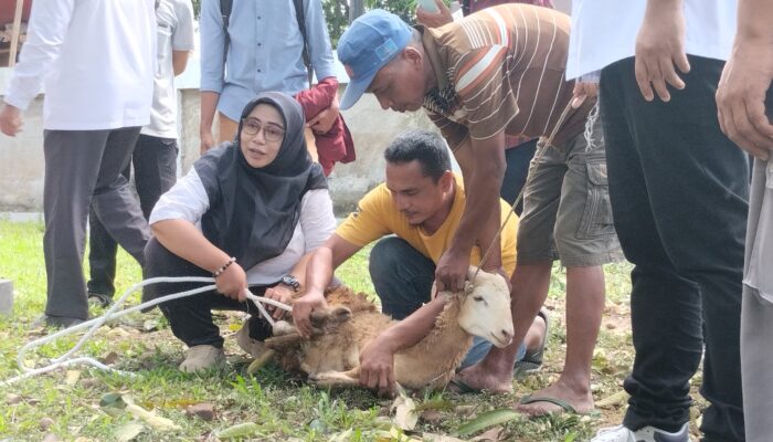 Sambut Idul Adha, Prodi Peternakan UMC Bimbing Panitia Qurban Langsung di Lapangan