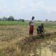 Babinsa Kalijaga Dampingi Poktan Sidemung Dukung Ketahanan