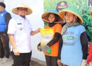 Pemkab dan Polresta Cirebon Bersatu Wujudkan Ketahanan Pangan Lewat Penanaman Jagung Pipil