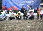 Sorghum Mulai Ditanam di Cirebon, Langkah Baru Menuju Kemandirian Pangan