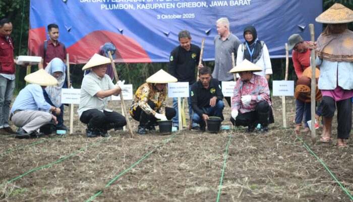 Sorghum Mulai Ditanam di Cirebon, Langkah Baru Menuju Kemandirian Pangan
