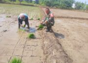 Wujudkan Swasembada Pangan, Babinsa Larangan Dampingi Poktan Tanam Padi Program Tanam Ketiga