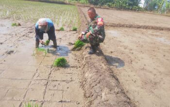 Wujudkan Swasembada Pangan, Babinsa Larangan Dampingi Poktan Tanam Padi Program Tanam Ketiga