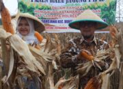 Panen Jagung Digelar Serentak, Pemkab dan Polresta Cirebon Perkuat Ketahanan Pangan