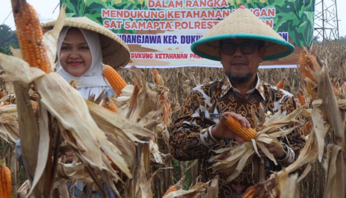 Panen Jagung Digelar Serentak, Pemkab dan Polresta Cirebon Perkuat Ketahanan Pangan